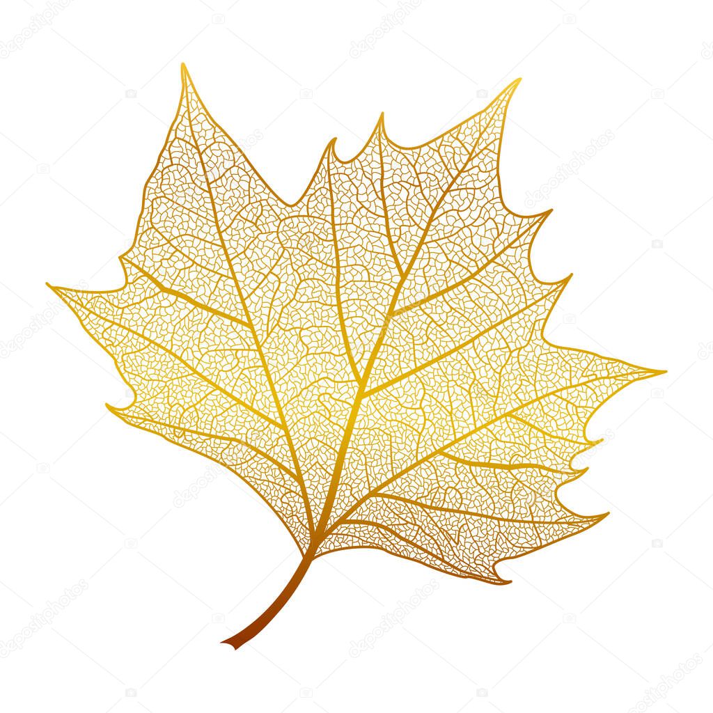 Leaf maple, isolated. Vector illustration