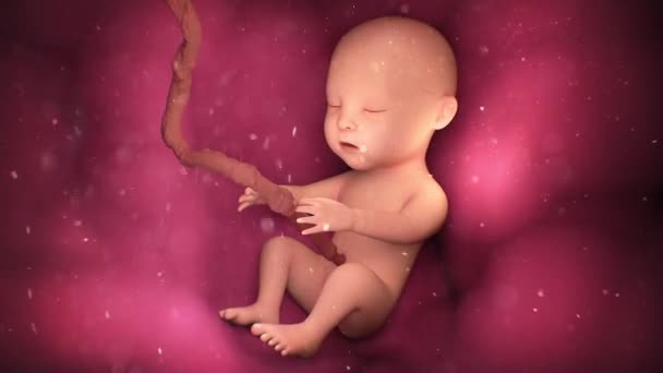 Bambino umano all'interno di un utero materno — Video Stock
