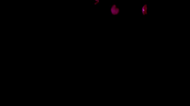 Pétalas caindo rosa vermelha em um fundo preto — Vídeo de Stock