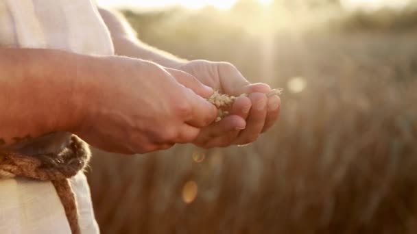 Primer plano de un hombre sosteniendo un trigo — Vídeos de Stock