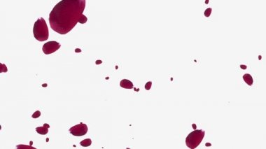 Beyaz arkaplanda düşen kırmızı gül yaprakları