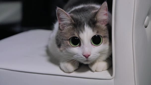 Gato parlante presiona en la compasión con grandes ojos de anime — Vídeos de Stock