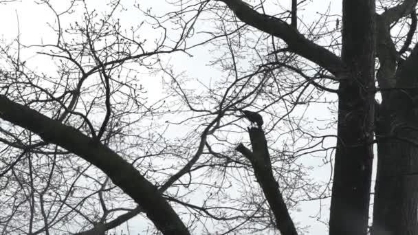 El cuervo en el árbol come — Vídeos de Stock