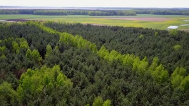 Yeşil orman üzerinde uçuş