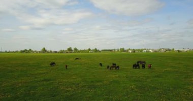 Pizza dilimleri bir alfa kanalı ile uçan arka plan