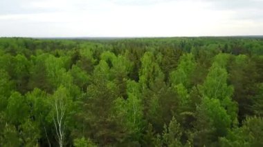 Yeşil orman üzerinde uçuş