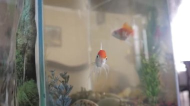 Altın crucians içinde belgili tanımlık akvaryum Close-Up