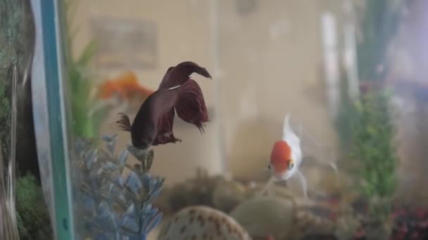 Primer plano de los crucianos de oro en el acuario — Vídeo de stock