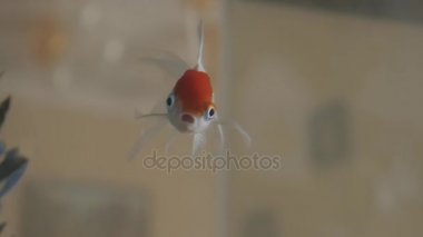 Altın crucians içinde belgili tanımlık akvaryum Close-Up