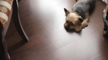 Köpek yerde yatıyor ve sahibi özlüyor