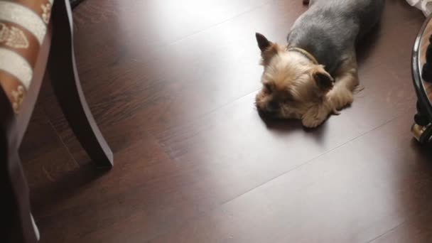 Собака лежит на полу и скучает по хозяину. — стоковое видео
