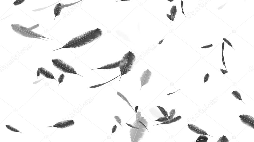 Falling feathers on a white background