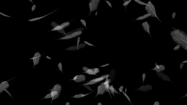 Falling feathers on a black background — Stock Video