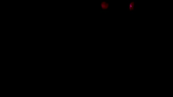 Pétales tombantes rose rouge sur fond noir — Video