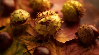 Akçaağaç üzerinde yalan Atkestanesi yaprakları