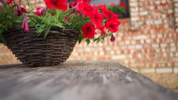 Κόκκινα λουλούδια σε γλάστρα αγροτικό σπίτι, τα φύλλα που λικνίζονται στον άνεμο. — Αρχείο Βίντεο