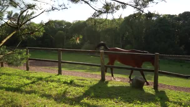 Chevaux broutant dans le paddock au coucher du soleil .