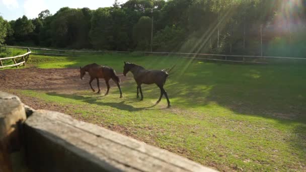 夕暮れ時、パドック放牧の馬. — ストック動画