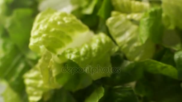 Romaine lettuce, closeup shot. — Stock Video