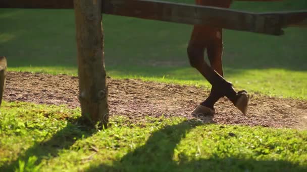 Paarden grazen in de paddock bij zonsondergang. — Stockvideo