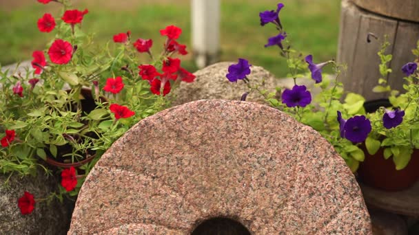 Antiker Mühlstein, umgeben von Blumen. — Stockvideo