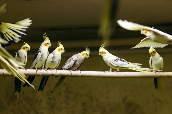 Papagaios sentados em um poleiro . — Fotografia de Stock