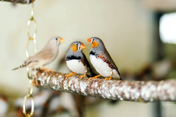 Wild birds sitting on a perch. — Stock Photo, Image