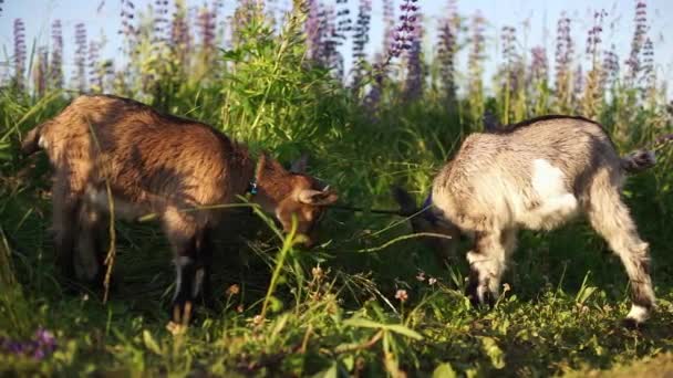 Zwei Ziegen grasen auf dem Feld, im Hintergrund wachsen Lupinen. — Stockvideo