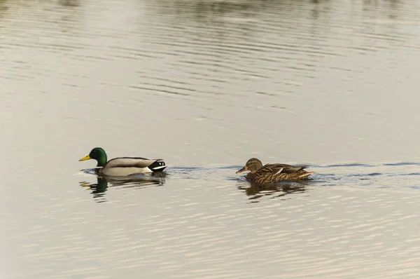 Männliche und weibliche Ente — Stockfoto