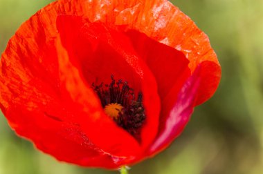 Kırmızı gelincik çiçeği