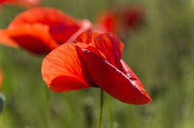 Kırmızı gelincik çiçeği