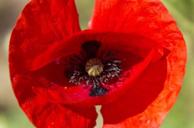 Makro haşhaş çiçek