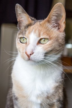 Kızıl ve beyaz kedi