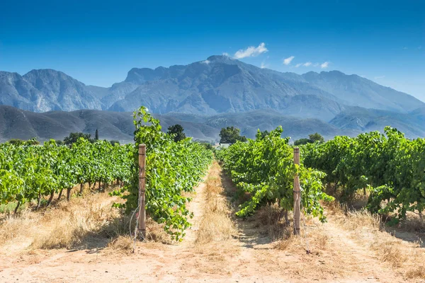Grape vines on a hot summer day in Western Cape, South Africa Royalty Free Stock Images