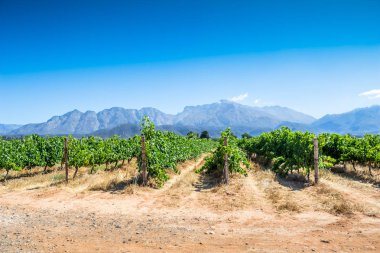 Rows of grape vines with blue mountains in background clipart