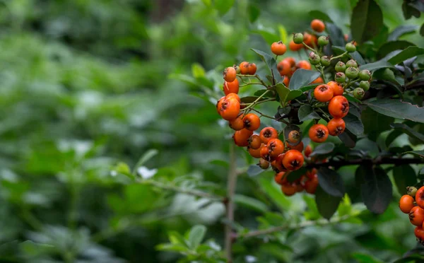 Närbild av pyracantha bär på en gren — Stockfoto