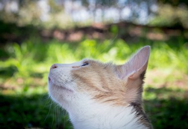 Güzel alaca kedi ağacında bir kuş bakarak yakın çekim 