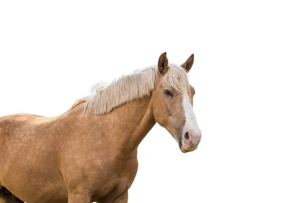 Hermoso caballo marrón con melena pálida aislada sobre fondo blanco —  Fotos de Stock