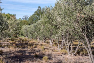 Güney Afrika 'nın Batı Burnu' ndaki Barrydale yakınlarında zeytin ağacı koruluğu