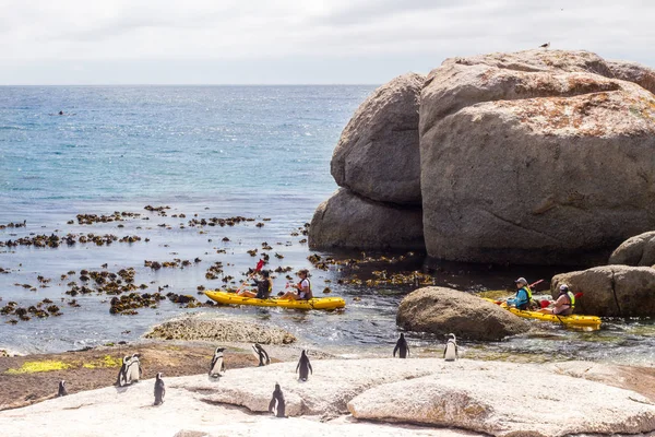 A group of tourists on paddle skis viewing penguins near Boulder — 스톡 사진