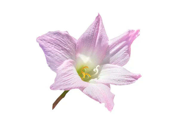 Beyaz Arkaplanda Izole Edilmiş Pembe Zambak Çiçeği — Stok fotoğraf