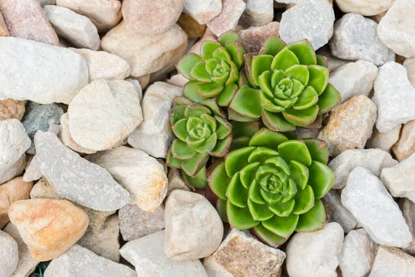 Green succulent plants isolated in white pebble rockery - top view macro photo