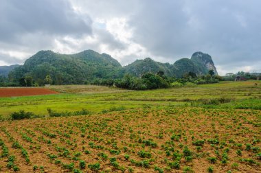 Vinales Valley, Küba'da kırpma alanıyla