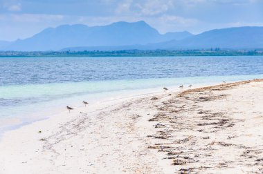Kuşlar Cayo Levisa Adası Küba'da sahilde