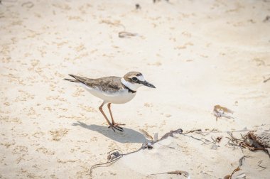 Küba'da Cayo Levisa adasında minik kuş