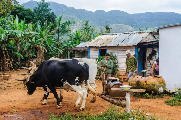 Тварин і чоловіків у фермі в долині Vinales, Куба — стокове фото