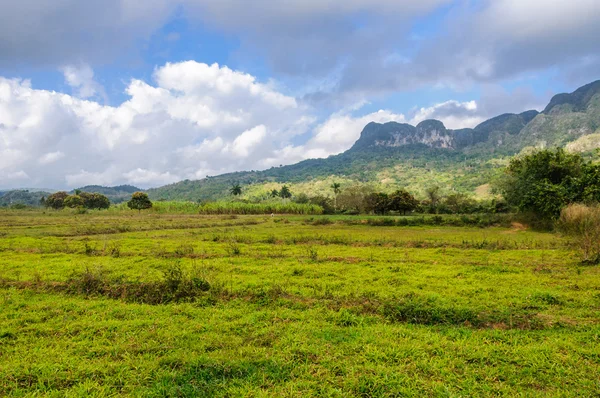 Grüne wiese im vinales-tal, kuba — Stockfoto