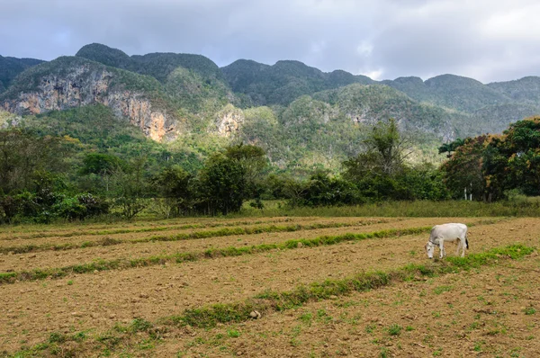 Krowa w polu w Vinales Valley, Kuba — Zdjęcie stockowe