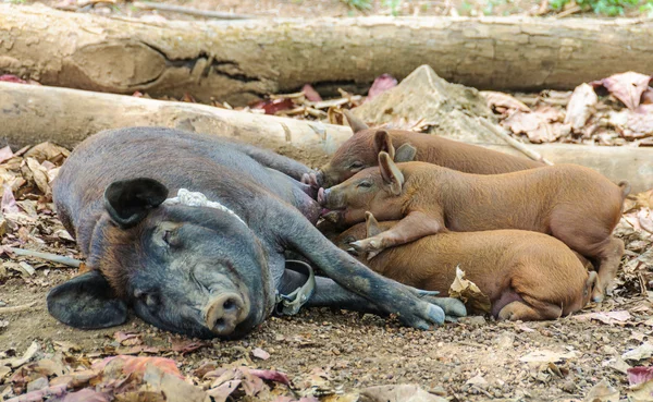 Свинья кормит детей в долине Виналес, Куба — стоковое фото