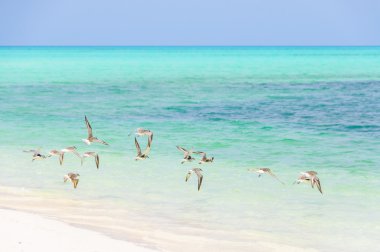 Birds flying in Cayo Levisa Island in Cuba clipart